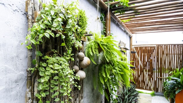 Uma área externa rústica com pérgola de madeira, cerca de bambu e diversas plantas, incluindo samambaias e trepadeiras.