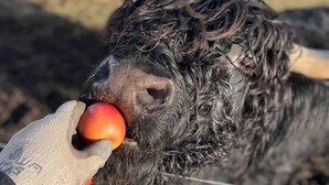 A close-up of a hand holding a red object near a horned animal's mouth.