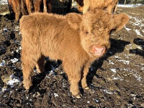 A calf standing on muddy ground with patches of snow. - Bee Haven Bus at the RMR (Rainier)