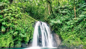 Una cascada en un entorno forestal exuberante y verde.