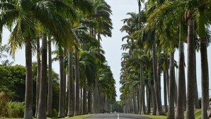 Una carretera bordeada por altas palmeras.