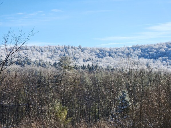 A forested landscape with dense trees and a clear sky. - Forest Moon Cottage (Freeville)