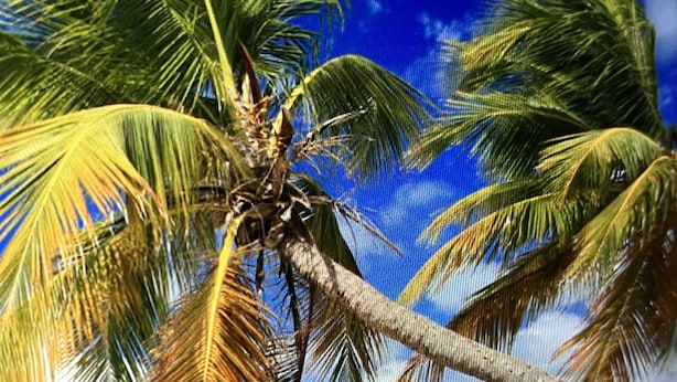 Een strand met palmbomen en helderblauw water.