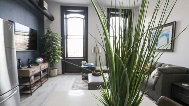 A modern living room with a large plant, a dining table, and a sofa.