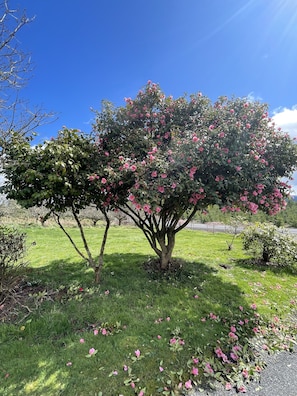 Un árbol con flores rosadas en un área verde.