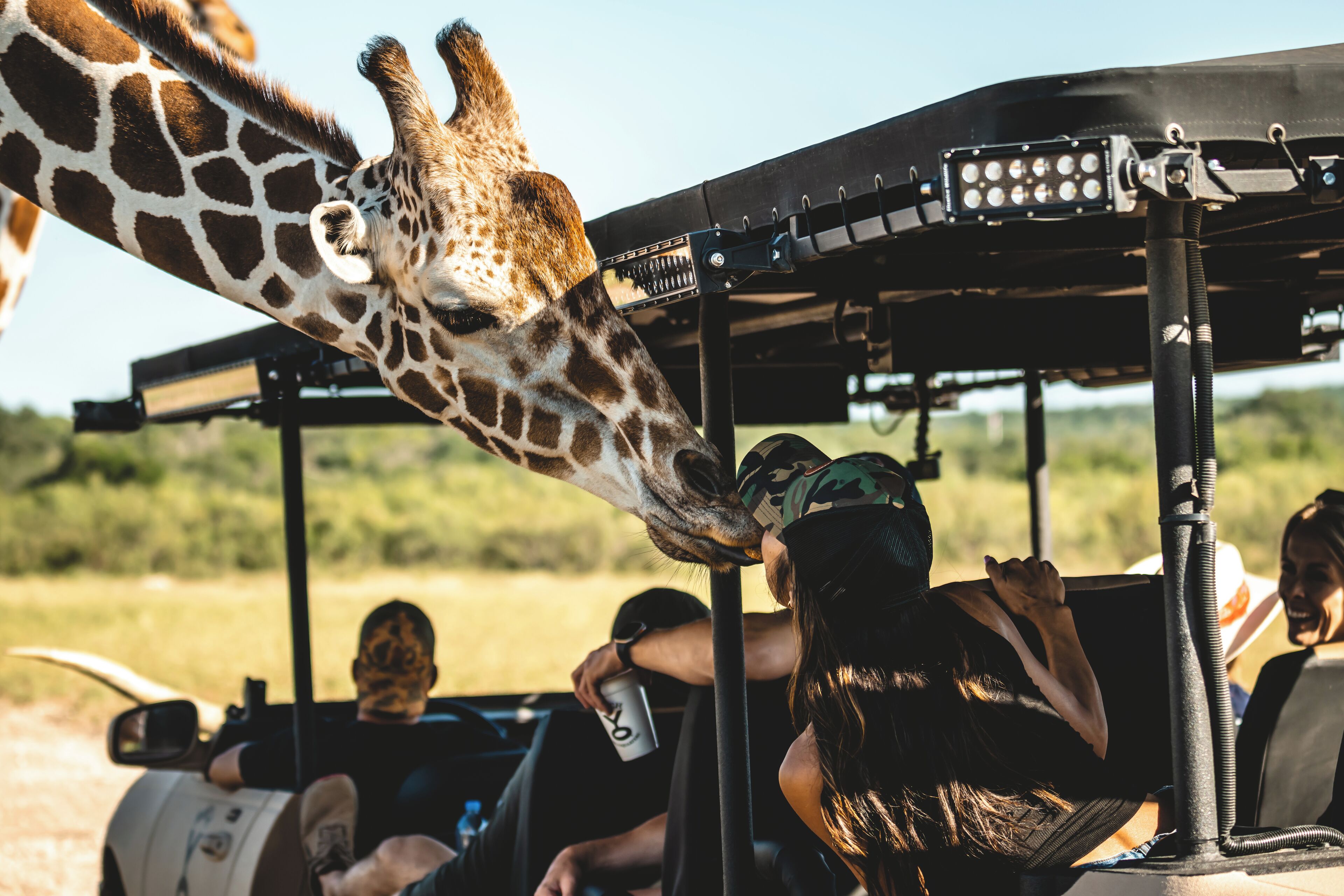 A safari vehicle with a giraffe reaching over the roof, passengers inside, and a natural landscape in the background.