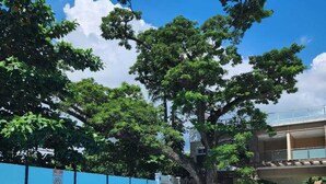 A swimming pool with lounge chairs and a tree in the background. - The Padgett Suites Cebu (Cebu City)