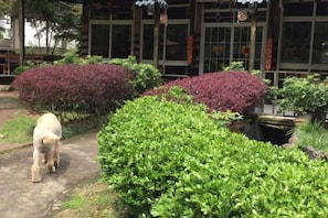 A pathway with green and purple bushes, a white dog, and a building with large windows and a traditional roof.