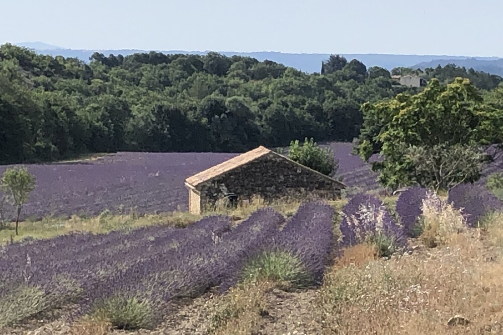 Small quiet house in the middle of the lavender fields