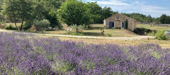 Quiet little cottage in the middle of lavender fields