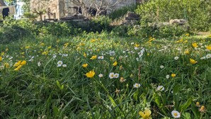 Ein steinernes Gebäude mit rustikalem Aussehen, umgeben von einem Feld mit gelben und weißen Wildblumen.