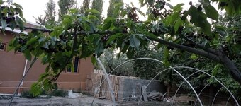Mountain view with big garden and beautiful view of apricots  cherry, treesand .