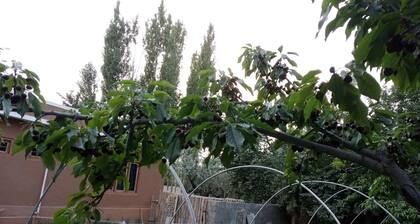 Mountain view with big garden and beautiful view of apricots cherry, treesand .