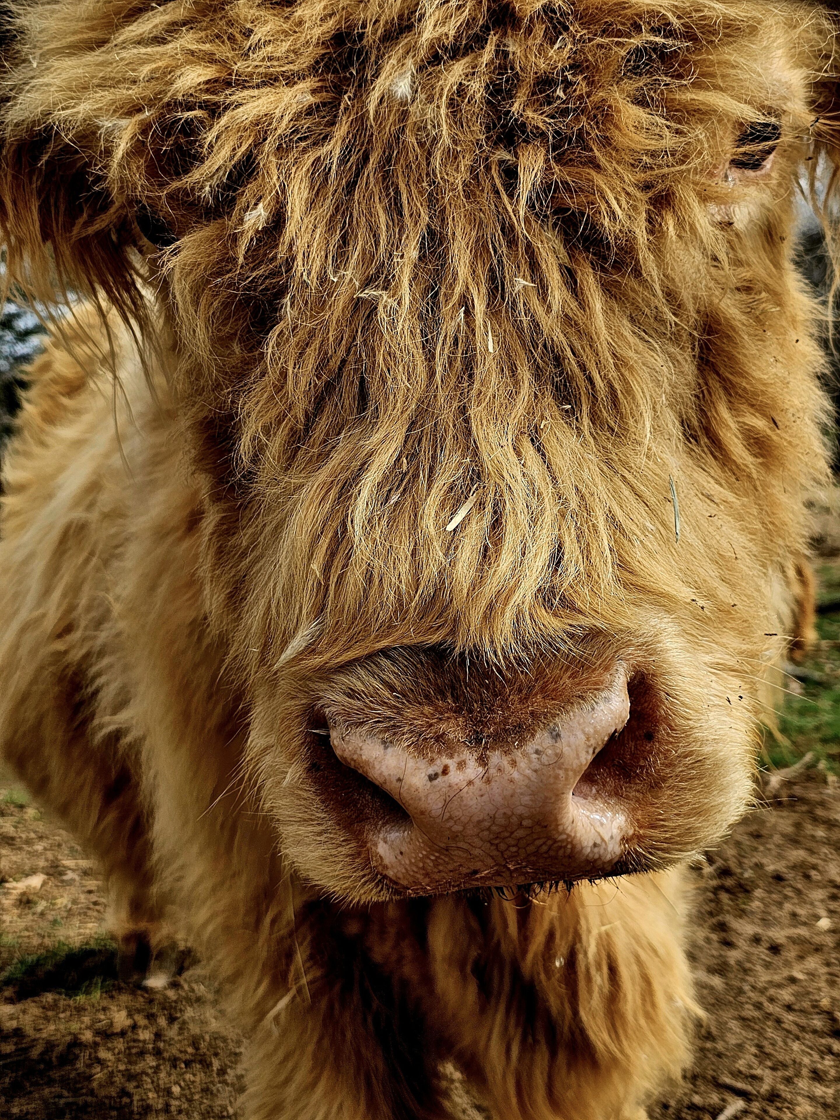 Un gros plan sur le visage d’une vache.