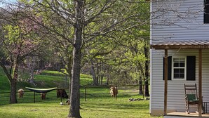 A rustic house with a porch and a hammock in a grassy yard with trees and cows. - The Wee Nook, just 3 miles from Carver Landing! (Piercetown)