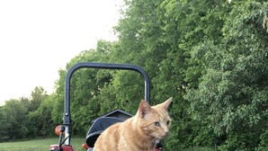 A tractor with a cat sitting on the hood. - Secluded RV Camper Spot (Thomasville)