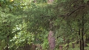 A group of birds in a forested area with trees and grass. - Secluded RV Camper Spot (Thomasville)