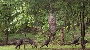 Overnattingsstedets uteområder