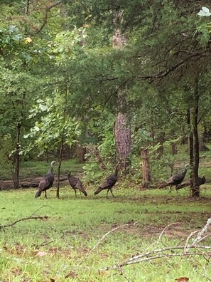 Property grounds - Secluded RV Camper Spot (Thomasville)