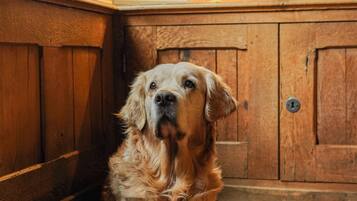 Un perro sentado sobre un suelo de baldosas en una habitación con paneles de madera y una ventana con celosía metálica.