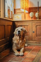 Un perro sentado sobre un suelo de baldosas en una habitación con paneles de madera y una ventana con celosía metálica.