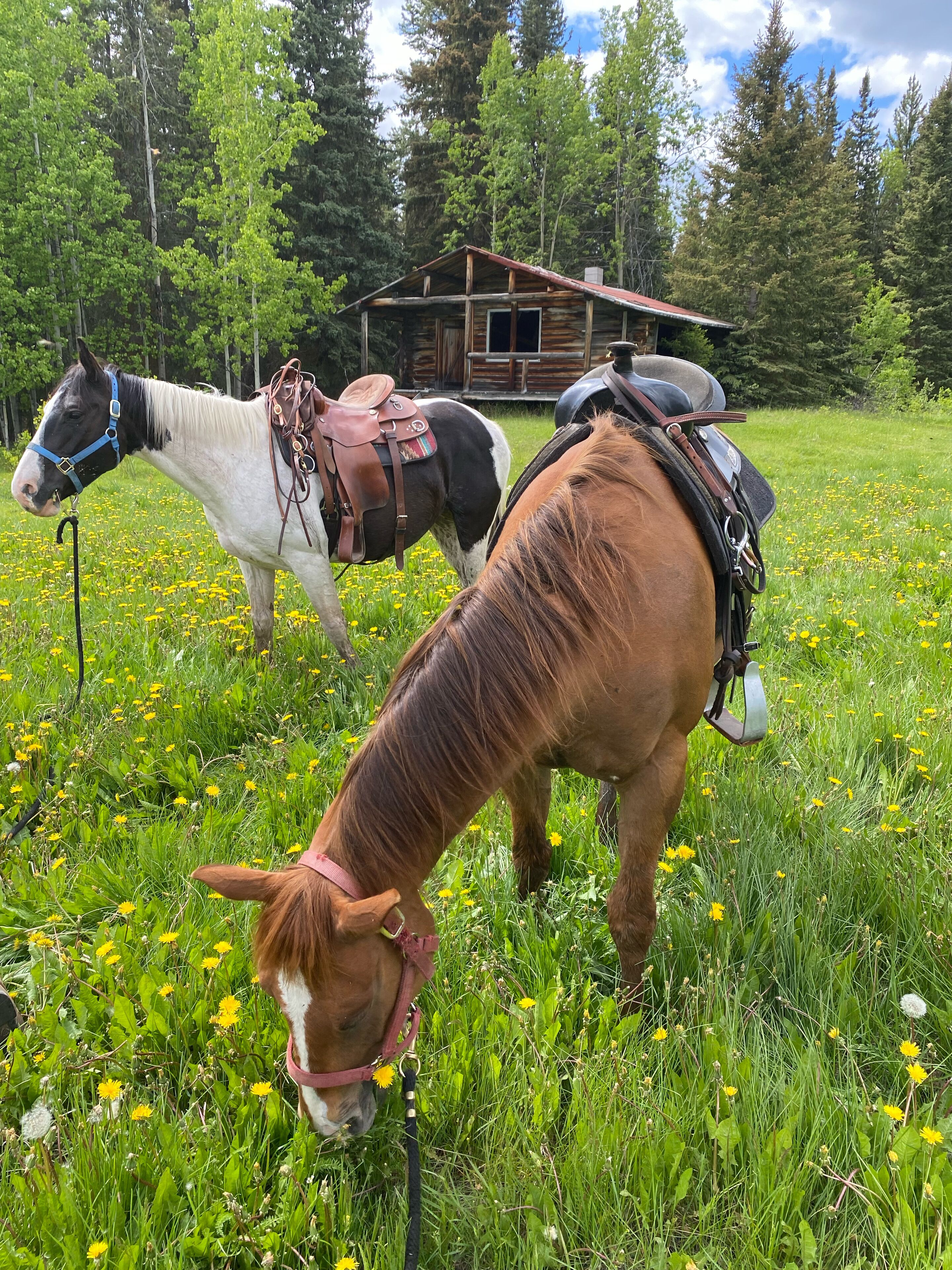 Dos caballos en un campo con una cabaña al fondo.
