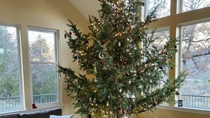 A cozy living room with a large Christmas tree, a grey sofa, a coffee table, and a view through large windows.