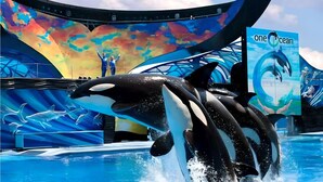 Un spectacle mettant en scène des orques, avec un décor coloré et une pancarte portant l'inscription « Un seul océan ».