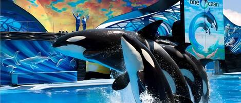 Una piscina al aire libre, una piscina climatizada