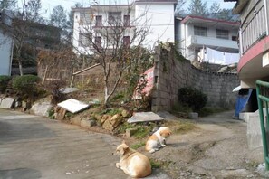 A residential area with a paved driveway, two dogs lying on the ground, and a building with a balcony in the background. - Caiyin Inn (Zhangjiajie)