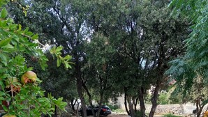 Un sendero de grava que lleva a un banco bajo los árboles.
