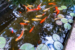Un bassin à carpes koï, avec de nombreux poissons et des nénuphars.