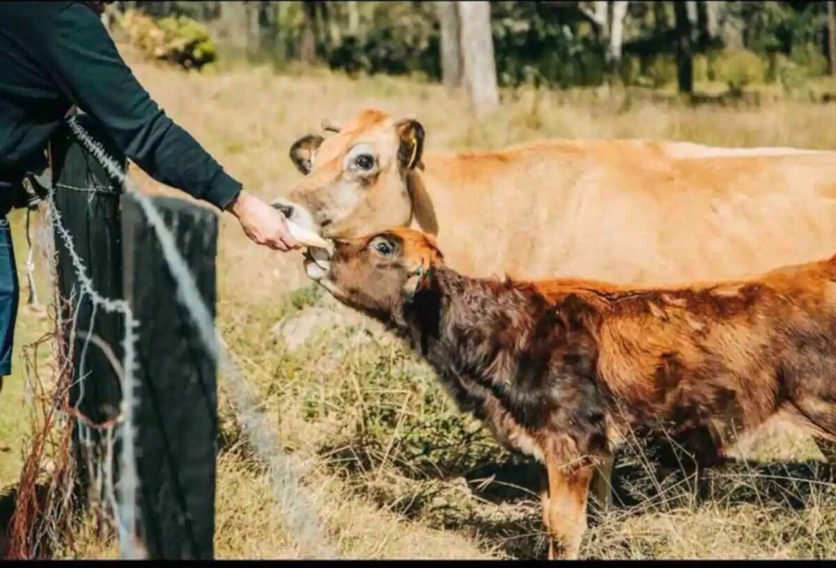 Eine Person füttert ein Kalb auf einer grünen Wiese.