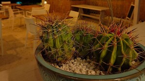 A cactus plant in a pot with white pebbles, set in an outdoor patio area with wooden furniture and a white fence. - MASSERIA TENUTA SOFIA (Otranto)