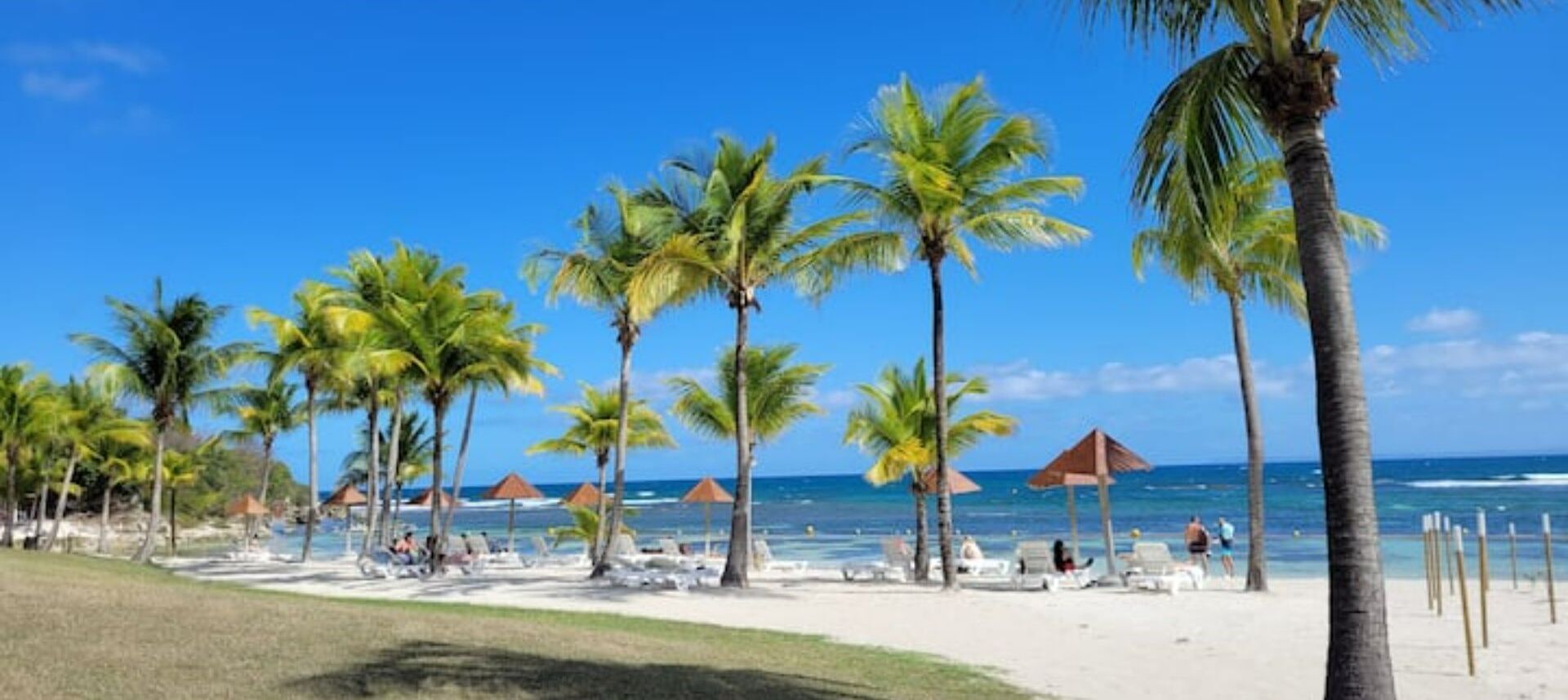 Een strand met palmbomen, ligbedden en parasols.
