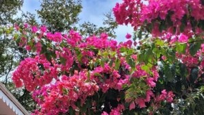 Een pad omzoomd met roze bougainvilleablaadjes, dat leidt naar een witte pergola.