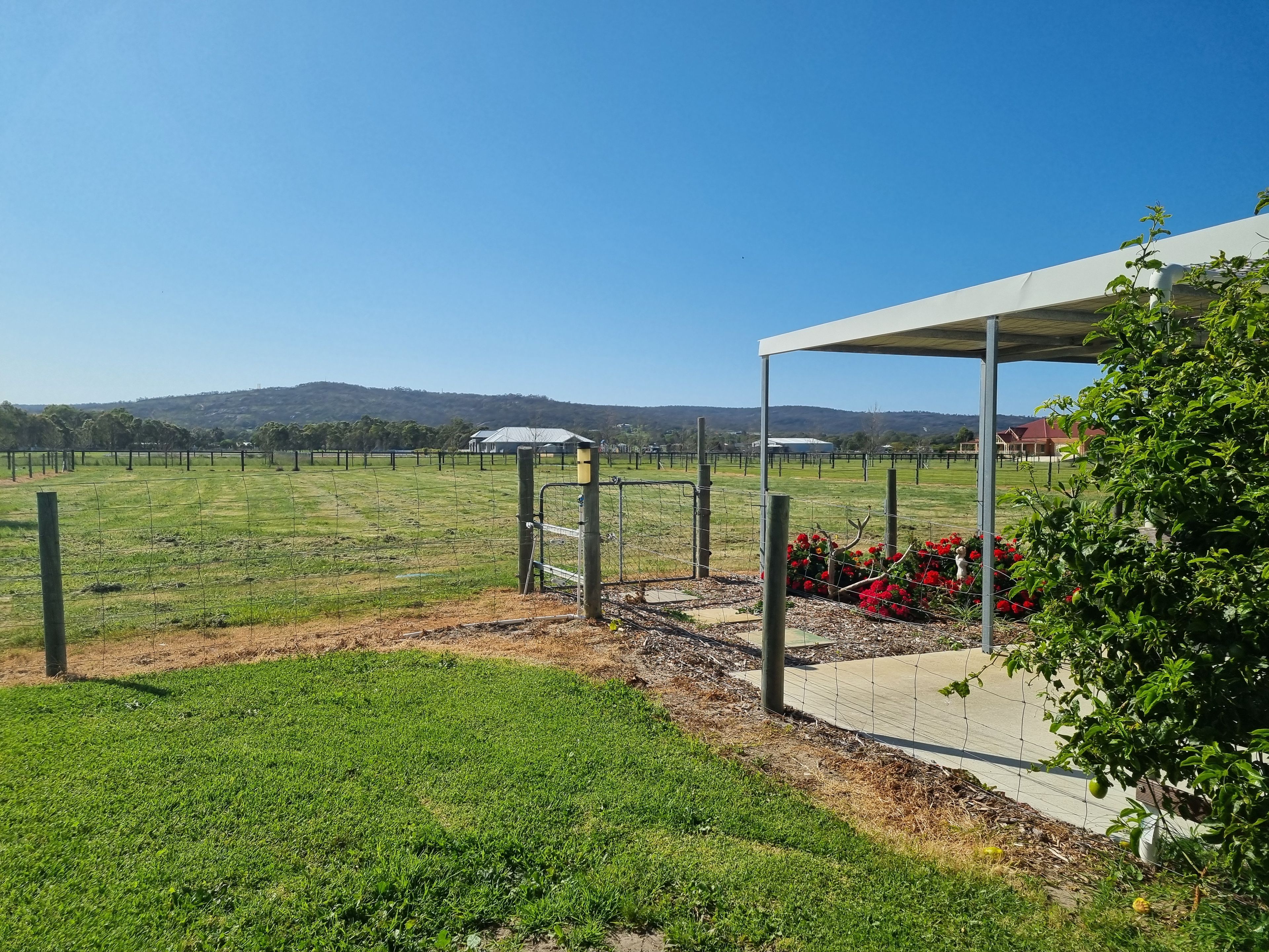 A vineyard with rows of grapevines, a covered seating area, and a distant view of hills.