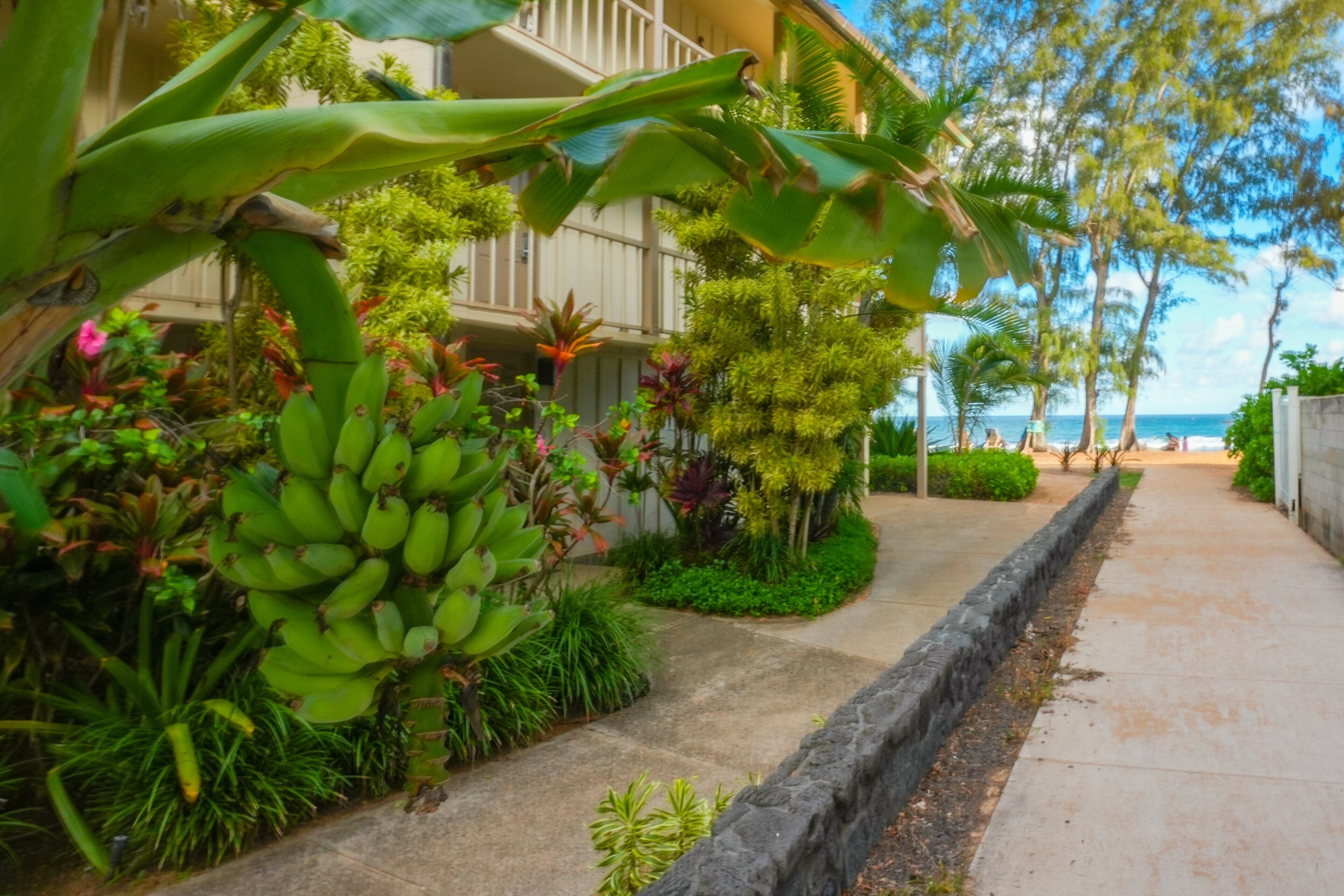 Un sentier bordé de plantes tropicales luxuriantes et d’un bananier, qui mène à un bâtiment doté d’un balcon donnant sur la plage.