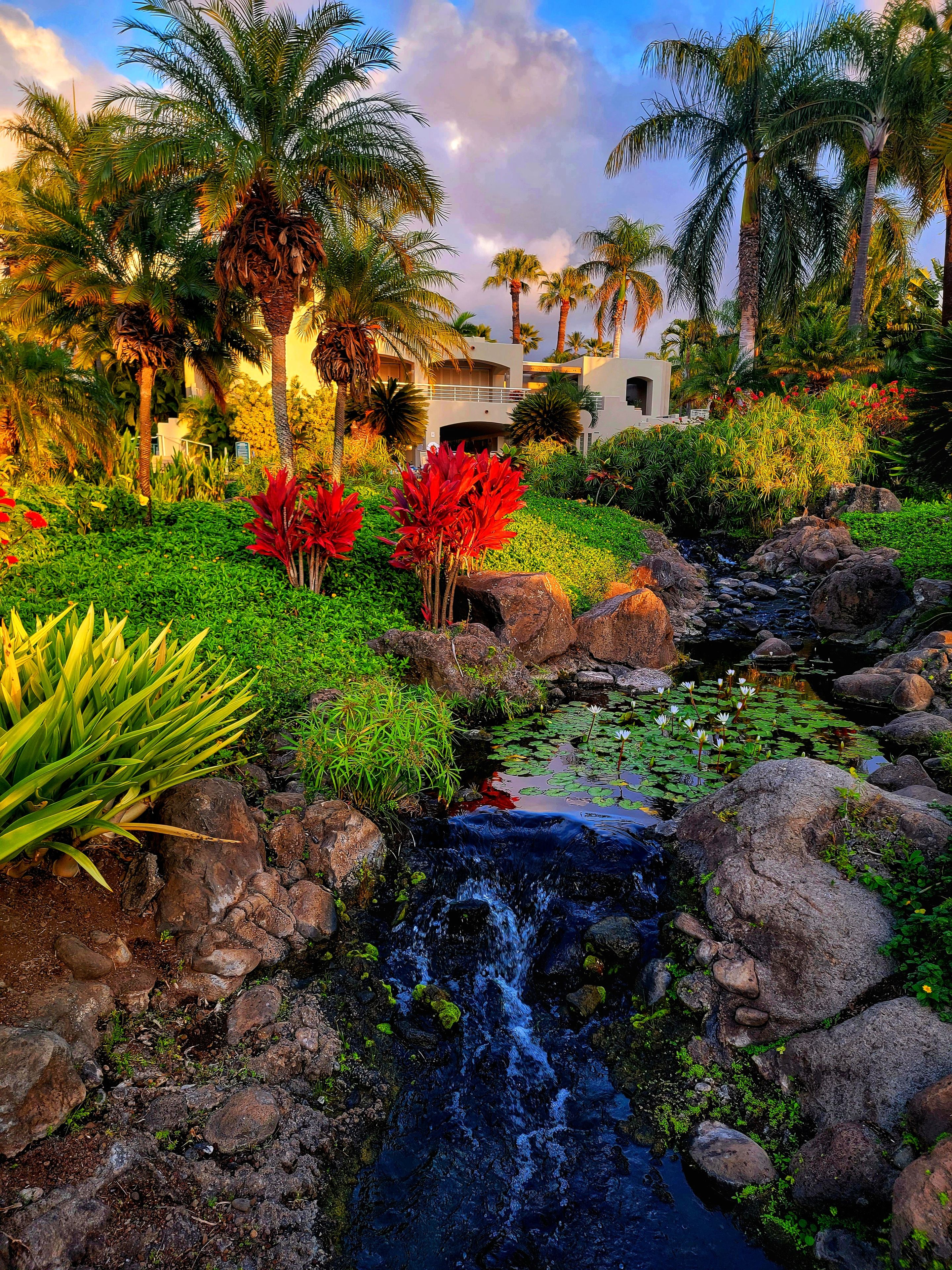 A lush garden with a small stream, palm trees, and a building in the background.