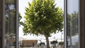 A room with a large window overlooking a tree and a building. - Sinonda Luxury Apartment (Maiori)