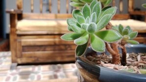 A potted succulent plant on a wooden table with a bench in the background. - Hotel Posada Santa Elena (Tunja)
