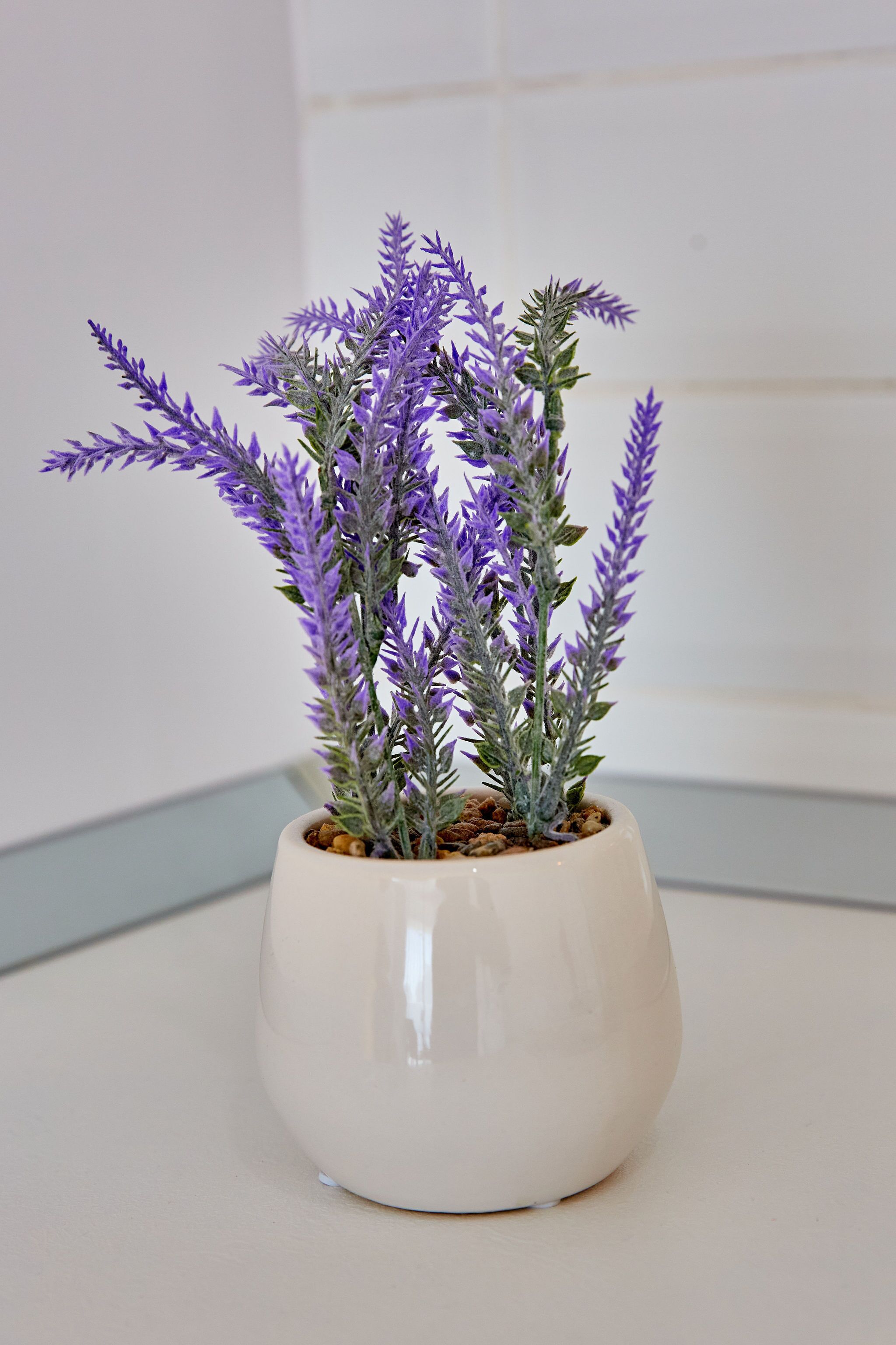 A potted lavender plant in a white ceramic pot on a flat surface.