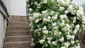 A staircase leading up to a building with white flowering plants on the side.
