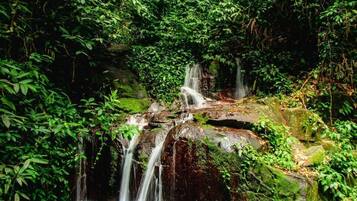 Una cascada en un entorno forestal exuberante y verde.