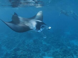 A manta ray swimming underwater. - Nihaali Maldives (Kudarikilu)
