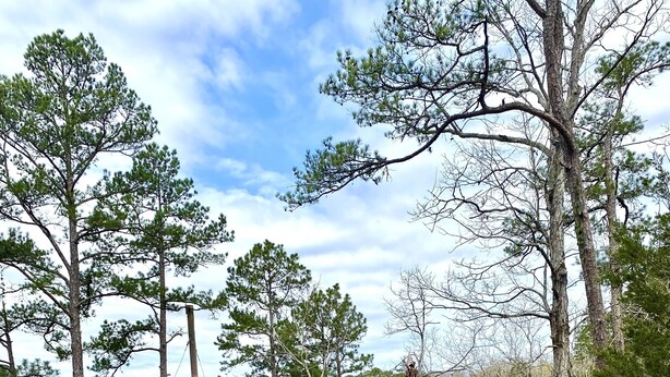 A wooden deck overlooking a lake with boats docked, surrounded by trees. - The Dogwood at Hamilton Cove ~ Peaceful Lakefront Cabin on Lake Hamilton (Royal)