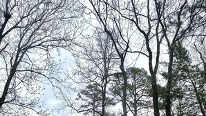 A cabin with a wooden deck and a dark roof, surrounded by trees. - The Dogwood at Hamilton Cove ~ Peaceful Lakefront Cabin on Lake Hamilton (Royal)