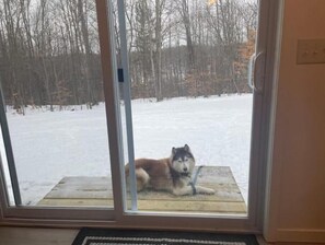 Ein Hund liegt auf einem Holzboden vor einer Glastür, im Hintergrund eine verschneite Landschaft mit Bäumen.