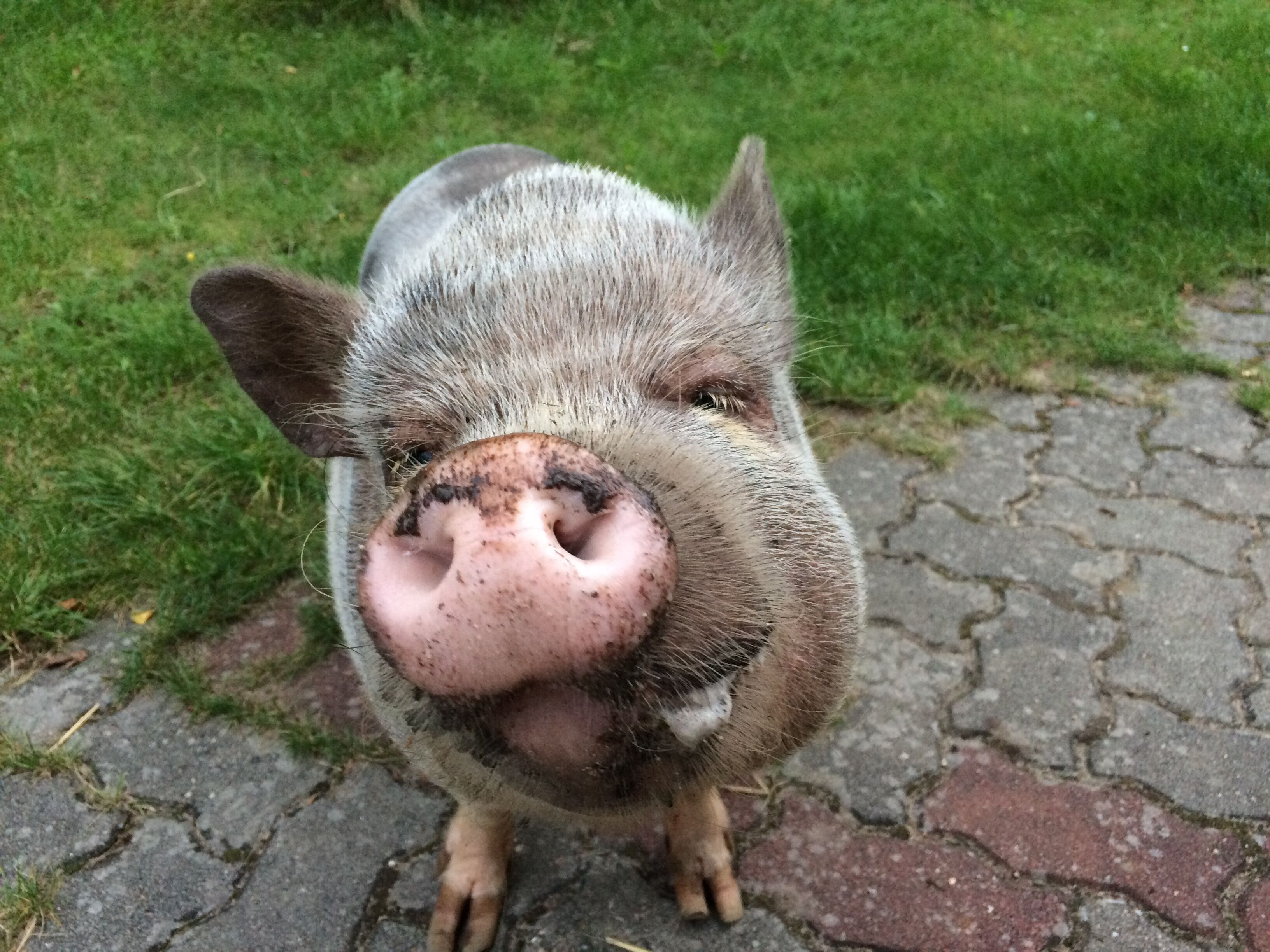 Primer plano del rostro de un cerdo.