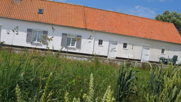 Ein weißes Gebäude mit rotem Ziegeldach, umgeben von hoch wachsenden, grünen Feldfrüchten.